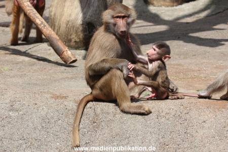 Hagenbeck 06062013 084