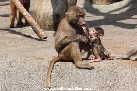 Hagenbeck 06062013 085
