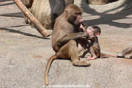 Hagenbeck 06062013 086