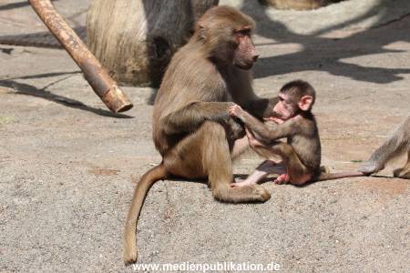 Hagenbeck 06062013 087