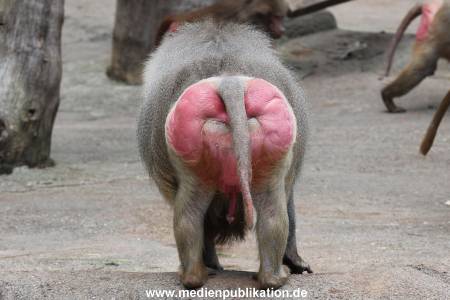 Hagenbeck 06062013 088