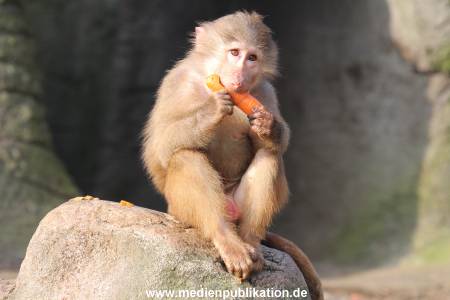 Hagenbeck 09032014 001