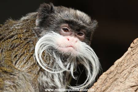 Hagenbeck 09032014 009