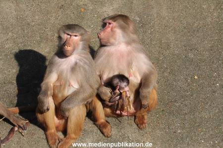 Hagenbeck 09032014 011