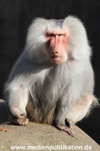 Hagenbeck 09032014 013