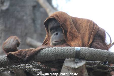 Hagenbeck 09052013 001