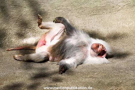 Hagenbeck 09052016 002