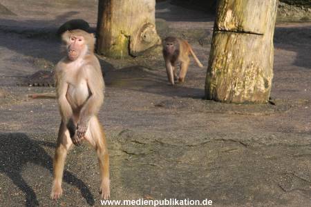 Hagenbeck 10032016 007