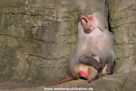 Hagenbeck 10032016 008