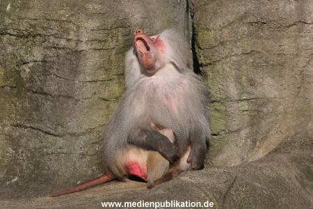 Hagenbeck 10032016 009