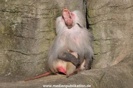 Hagenbeck 10032016 011