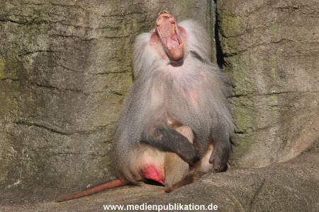 Hagenbeck 10032016 013