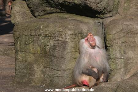 Hagenbeck 10032016 014