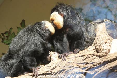 Hagenbeck 10032016 015