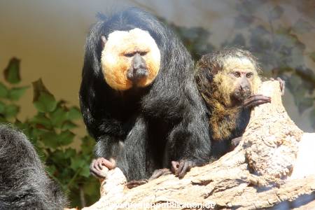 Hagenbeck 10032016 016