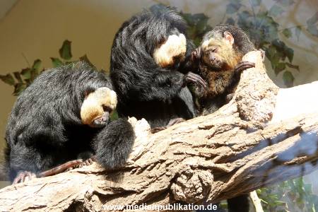 Hagenbeck 10032016 019
