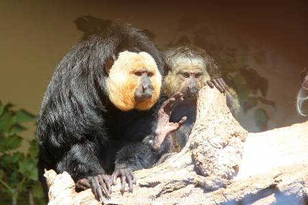 Hagenbeck 10032016 021