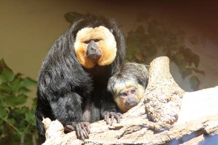 Hagenbeck 10032016 023