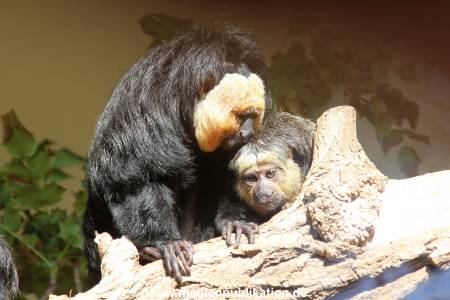 Hagenbeck 10032016 025