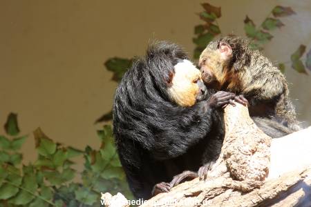 Hagenbeck 10032016 026