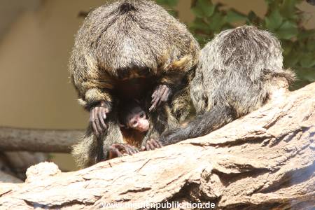 Hagenbeck 10032016 028
