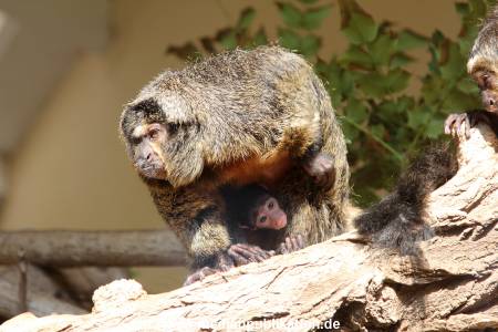 Hagenbeck 10032016 029