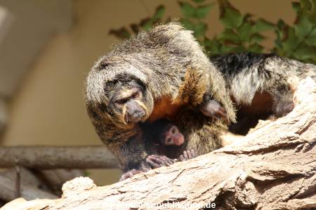 Hagenbeck 10032016 030