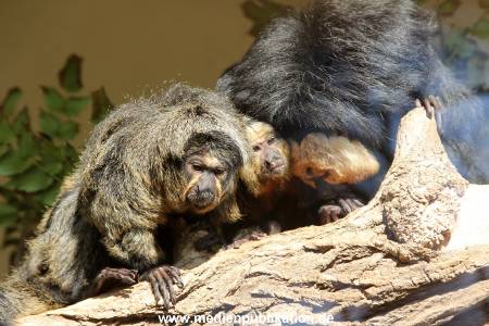 Hagenbeck 10032016 032