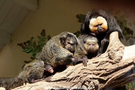 Hagenbeck 10032016 035