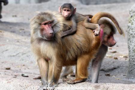 Hagenbeck 10082013 003