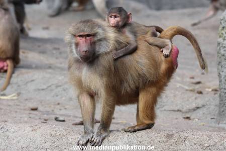 Hagenbeck 10082013 004