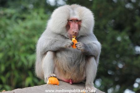 Hagenbeck 10082013 005