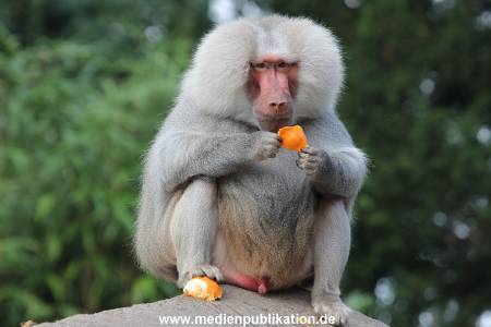 Hagenbeck 10082013 006