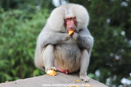 Hagenbeck 10082013 007