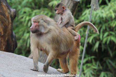 Hagenbeck 10082013 009