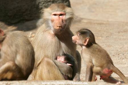 Hagenbeck 10082013 010