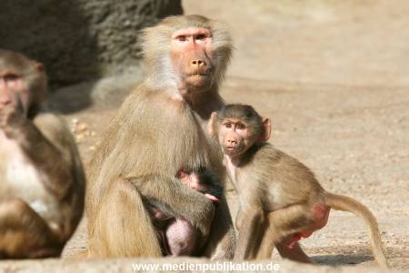 Hagenbeck 10082013 011