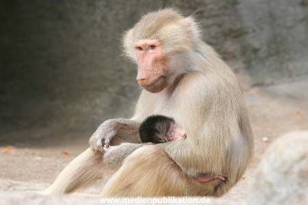 Hagenbeck 10082013 012