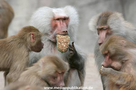 Hagenbeck 10082013 017