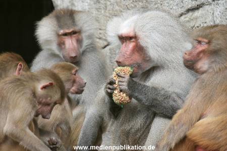 Hagenbeck 10082013 018