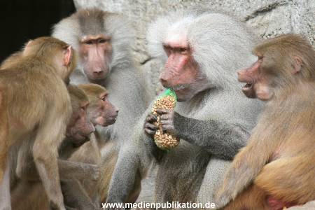 Hagenbeck 10082013 019