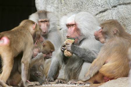 Hagenbeck 10082013 020