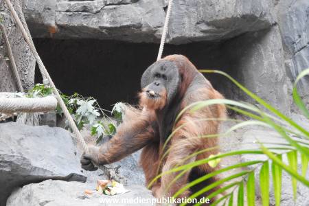 Hagenbeck 122016 035