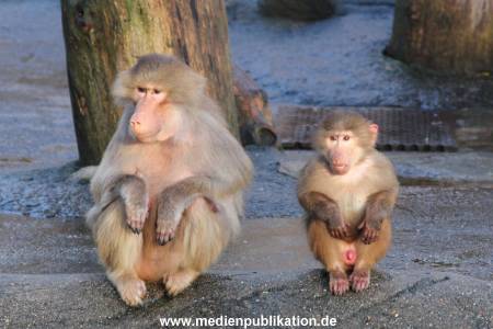 Hagenbeck 14012014 001