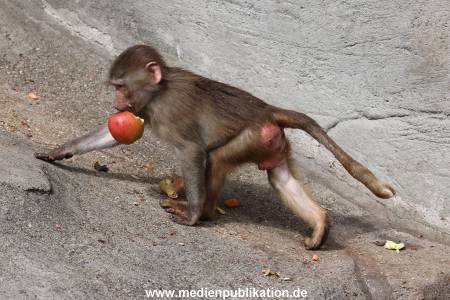 Hagenbeck 14042014 017