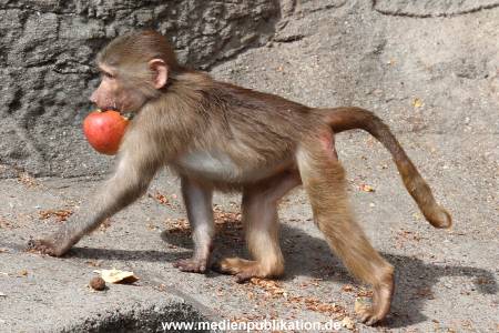 Hagenbeck 14042014 018