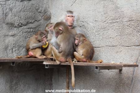 Hagenbeck 14042014 019