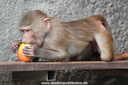 Hagenbeck 14042014 020