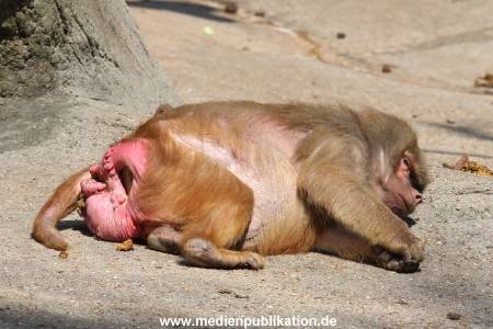 Hagenbeck 16052013 014