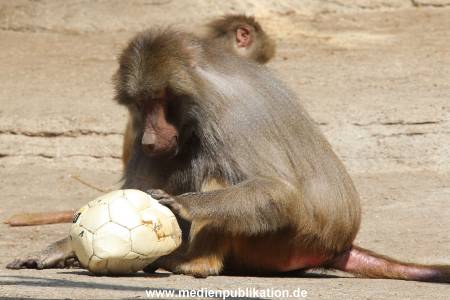 Hagenbeck 16052013 015